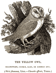 Vintage zoological woodcut of a Barn Owl by Thomas Bewick